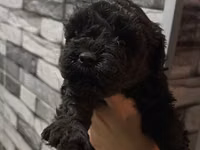 1aylıq Toy Poodle balaları – qara rəngli, sıx qıvrım tüklü Məhsulun — фото 3