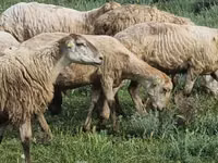 Schafe (Partie, Geschlecht nicht angegeben), Schafe — Foto 1