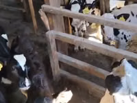 Taureau, Race Holstein — photo 1