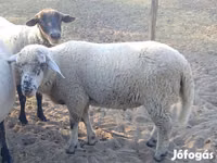 公羊, Sheep — 照片 1