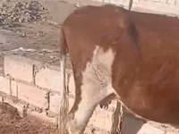 गाय, Latvian Blue cattle — फ़ोटो 2