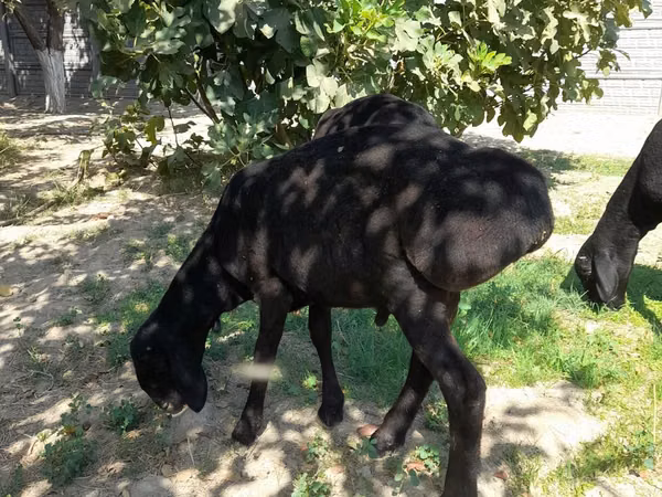Ram, Sheep