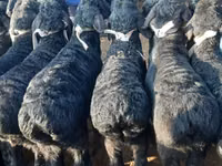 Koç, Hissar sheep — foto 7