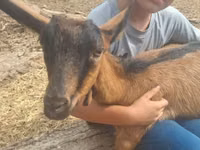 ஆண் வெள்ளாடு, Alpine goat — புகைப்படம் 4
