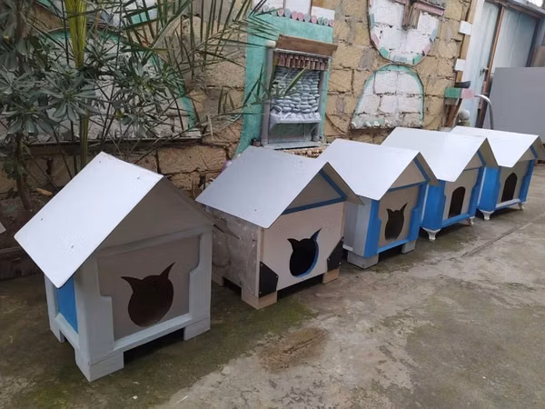 Salam yuvalar pişik ve balaca itlər üçün təzədi balacadan böyüyə