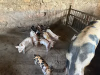 Prasnice, Prasata — foto 3