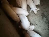 Säue, Schweine — Foto 2