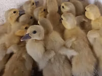 Ducks — zdjęcie 3
