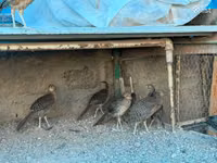 Guinea fowl — 写真 5