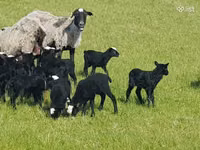 Brebis, Romanov sheep — photo 7