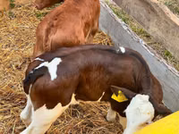 Bydło (partia, płeć nieokreślona), Simmental cattle — zdjęcie 3
