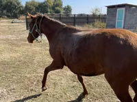 فرس, Kazakh horse — الصورة 8