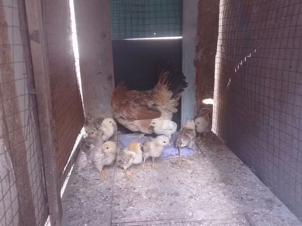 Chickens — أذربيجان