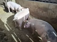 Pigs (batch, sex not specified), Pigs — photo 3