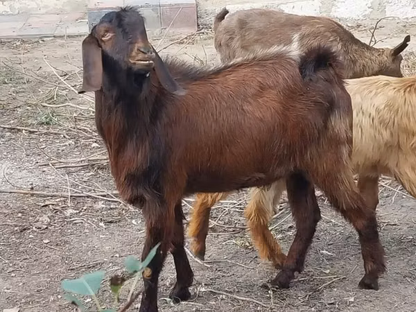 თხა, თხები