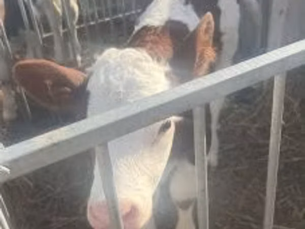 Buqa, Simmental cattle