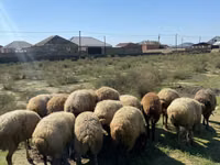 Owca, Owce — zdjęcie 1