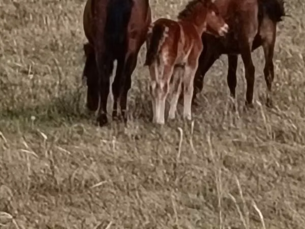 Jument, Horse breed