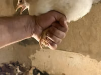 Chickens — Foto 6