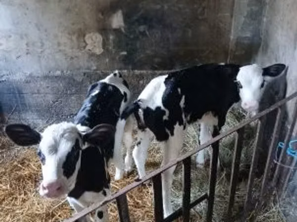雌牛, Russian Black pied cattle