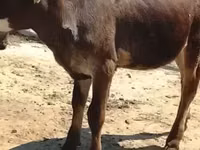 ثور, الماشية — الصورة 2