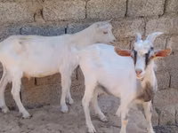 செம்மறியாடுகள் (தொகுதி, பாலினம் குறிப்பிடப்படவில்லை), வெள்ளாடுகள் — புகைப்படம் 1
