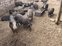 Boar — photo 3