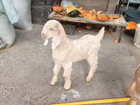 山羊（批次，未指定性别）, Beetal goats — 照片 5