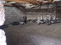 Geese — zdjęcie 3