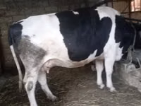 İnek, Russian Black pied cattle — foto 3