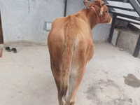 गाय, मवेशी — फ़ोटो 3