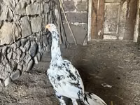 Chickens — 照片 1