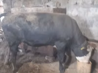 Taureau, Russian Black pied cattle — photo 4