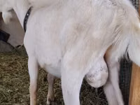 Cabro, Saanen goat — foto 2