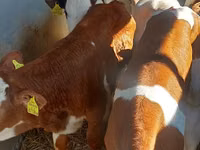 காளை, Simmental cattle — புகைப்படம் 1