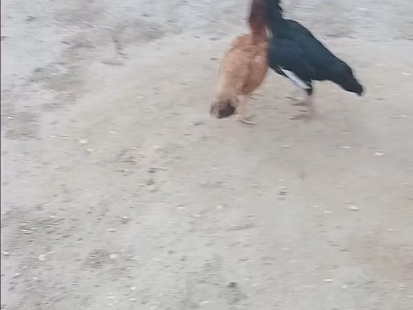 Chickens