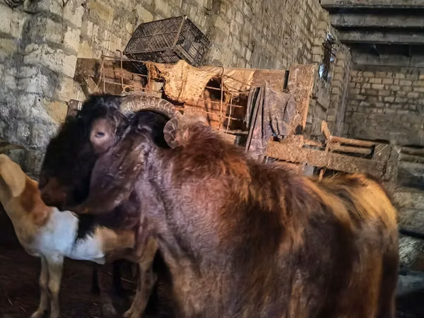 Boucs, Kamori goats