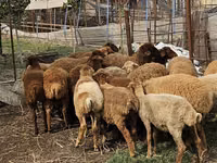 Qo‘ylar (partiya, jinsi ko‘rsatilmagan), Karabakh sheep — 3-rasm