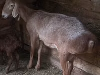 Owca, Afghan Arabi sheep — zdjęcie 1