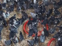 Chickens — foto 4