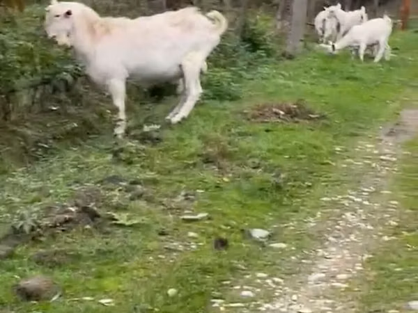 பெண் வெள்ளாடு, Saanen goat