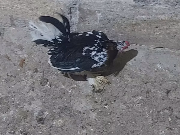 日本矮脚鸡