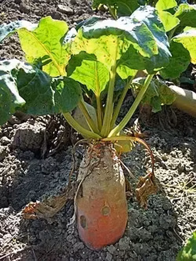 Անասնակեր բազուկ