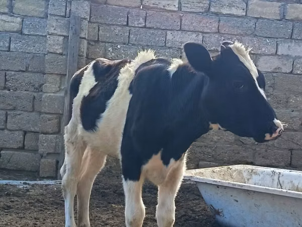 Vache, Simmental cattle