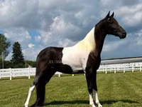 حصان, Tennessee Walking Horse — الصورة 2