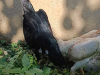 ஷாமோ கோழிகள் — புகைப்படம் 1