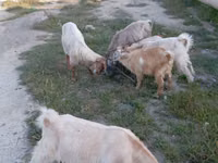 Echkilar (partiya, jinsi ko‘rsatilmagan), Echkilar — 1-rasm