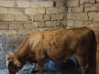 ხარი, Simmental cattle — ფოტო 2