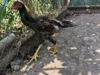 Chickens — foto 6