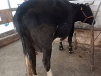 Vaca, Raça Alatau — foto 3